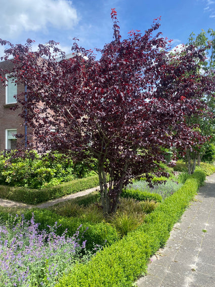 Mehrstämmige rotblättrige Kirschpflaume - Prunus cerasifera 'Nigra'