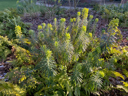 Wolfsmilch - Euphorbia characias 'Lambrook Gold'