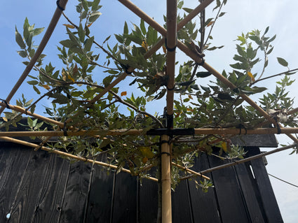 Dachbaum Steineiche - Quercus Ilex - Immergrün und quadratisches Spalier 120x120 cm