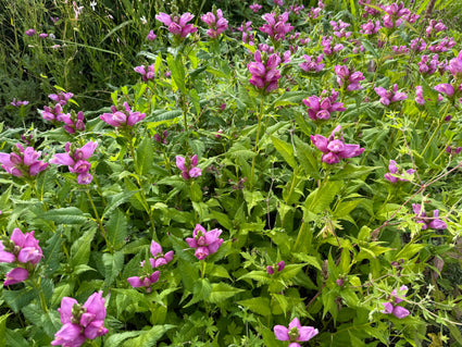 Schildkrötenblume - Chelone obliqua