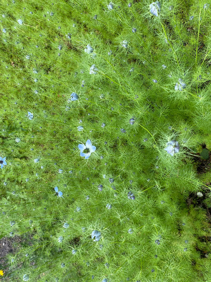 Damselfly in Grün - Nigella damascena