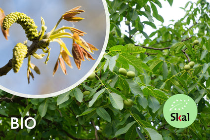 Bio Walnussbaum - Juglans Regia BIO