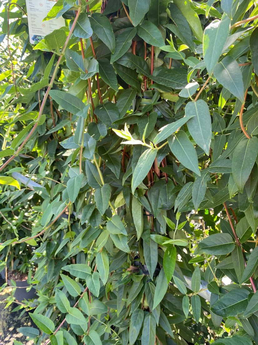 Bio-Geißblatt - Lonicera Henryi BIO Bio-Geißblatt - Lonicera Henryi BIO