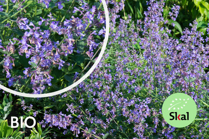 Bio-Katzenminze - Nepeta 'Grol'