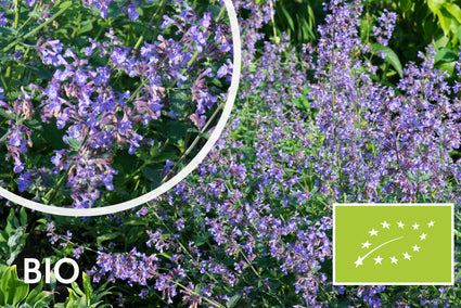 Bio-Katzenminze - Nepeta 'Grol'
