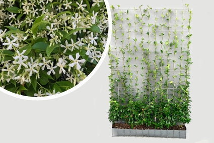 Fertige toskanische Jasminhecke - Trachelospermum jasminoides 180 x 120 cm Sternjasmin weiß