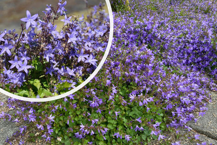 Glockenblume (Lila/Blau) – Campanula poscharskyana (auch pro/m2)