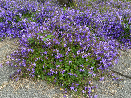 Glockenblume (Lila/Blau) – Campanula poscharskyana (auch pro/m2)