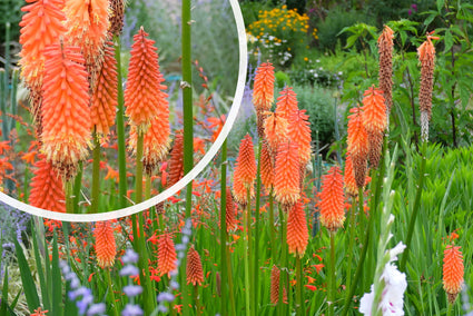 Feuerpfeil (Hohe Art 120 cm) - Kniphofia 'Alcazar'