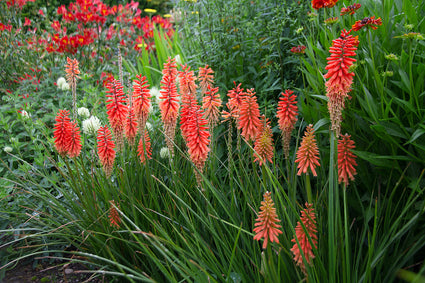 Feuerpfeil - Kniphofia 'Nancy's Red'