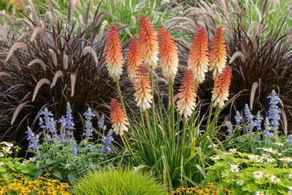 Feuerwerk - Kniphofia 'Orange Vanilla Popsicle'