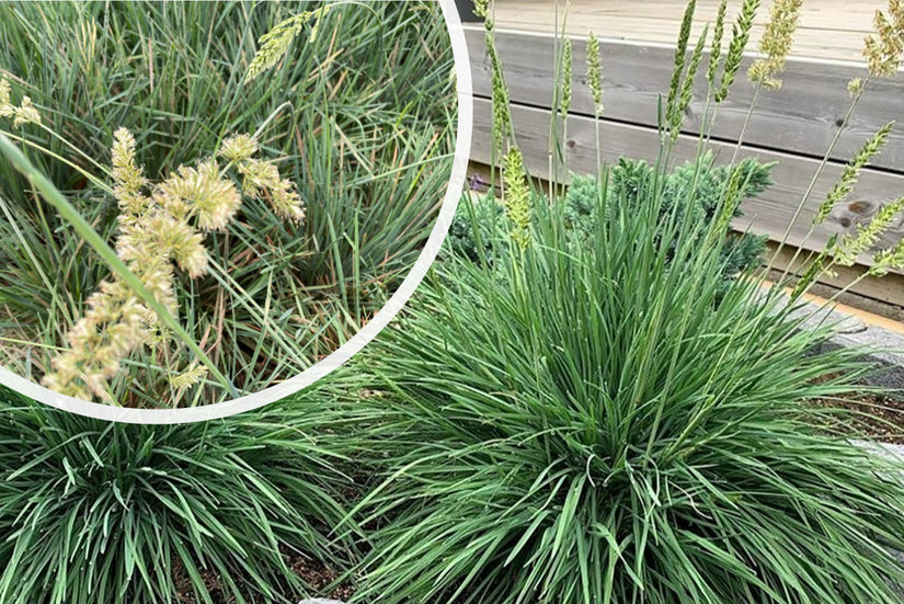 Fackelgras - Koeleria glauca Fackelgras - Koeleria glauca