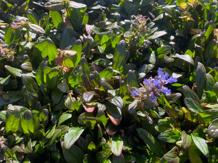 Kriechender Zenegreen - Ajuga reptans 'Purple Torch'