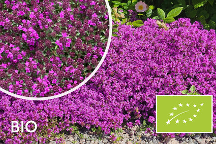 Bio Kriechender Thymian 'Rosa/Rot' - Thymus praecox 'Coccineus' (auch per/m2)