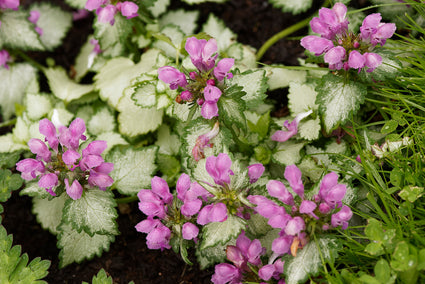 Bio-Tüpfelnessel - Lamium mac. „Leuchtfeuer Silber“