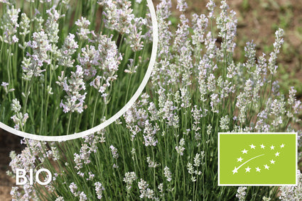 Bio Lavendel Weiß - Lavandula Arctic Snow