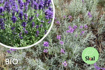 Bio Lavendel Blau - Lavandula Dwarf Blue