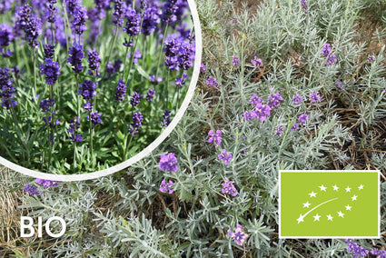 Bio Lavendel Blau - Lavandula Dwarf Blue