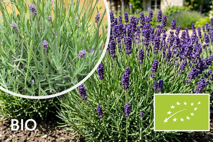 Gemeiner Lavendel (Blau/Lila) - Lavandula angustifolia 'Hidcote'