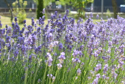 Gewöhnlicher Lavendel - Lavandula angustifolia 'Phänomenal'