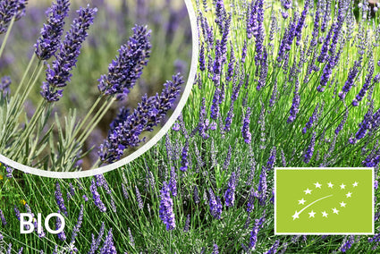 Bio-Lavendel - Lavandula intermedia 'Grosso'