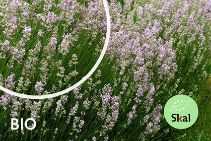 Bio Lavendel rosa - Lavandula Rosea