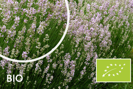 Bio Lavendel rosa - Lavandula Rosea
