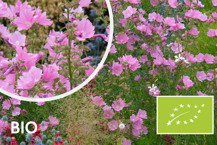 Bio-Buschmalve - Lavatera 'Rosea'