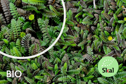 Immergrüner Kupferknopf (grünes Blatt) Bio Leptinella Potentillina