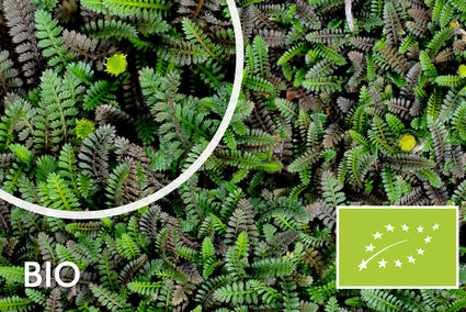 Immergrüner Kupferknopf (grünes Blatt) Bio Leptinella Potentillina