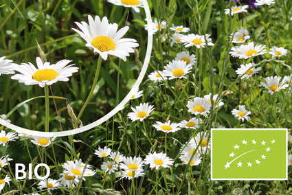 Bio-Gänseblümchen - Leucanthemum vulgare 'Maikönigin'