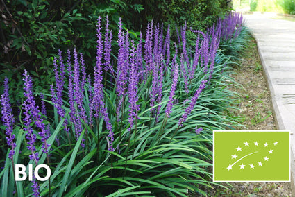 Bio-Liliengras - Liriope muscari 'Ingwersen'