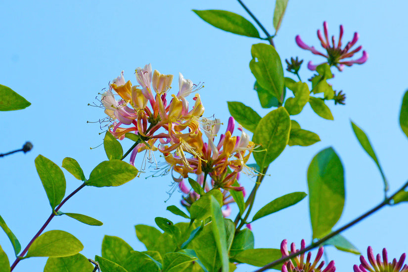 Bio-Geißblatt - Lonicera Henryi BIO Bio-Geißblatt - Lonicera Henryi BIO