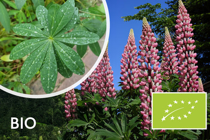 Bio-Lupine - Lupinus 'The Chatelaine'