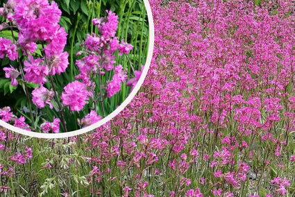 Wiesenschaumkraut / Rote Pekannuss - Lychnis viscaria 'Splendens'