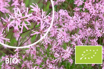 Bio Echte Wiesenschaumkraut - Lychnis flos-cuculi