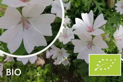 Moschusmalve - Malva moschata 'Alba'