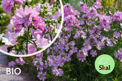 Moschusmalve - Malva moschata