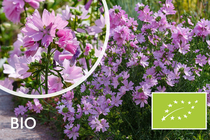 Moschusmalve - Malva moschata