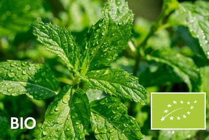 Bio-Schweizer Minze - Mentha x piperita 'Swiss'