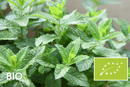 Bio-Grüne Minze - Mentha spicata 'Spearmint'