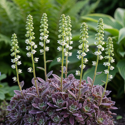Gehrungslaub - Tellima grandiflora 'Rubra'