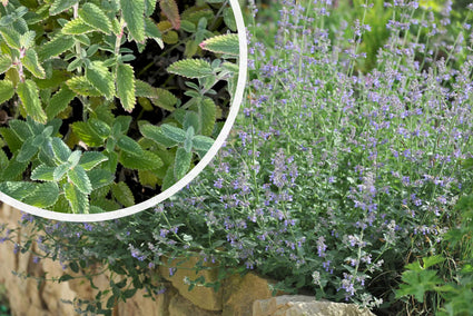 Katzenminze (große Sorte 70 cm) - Nepeta x faassenii 'Six Hills Giant'