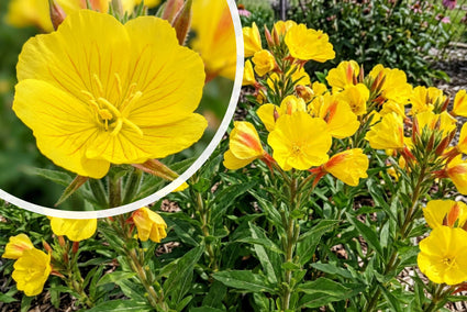Nachtkerze (Schwefelgelb) - Oenothera macrocarpa