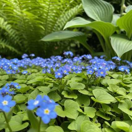 Amerikanisches Vergissmeinnicht - Omphalodes verna