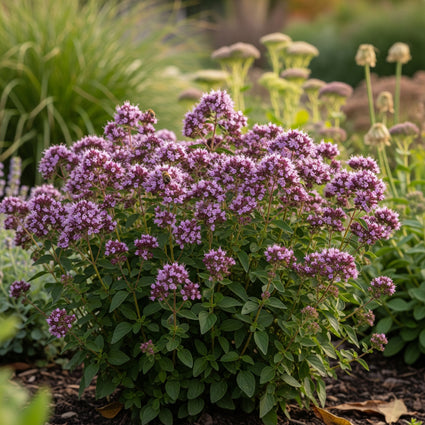 Majoran - Origanum laevigatum 'Herrenhausen'