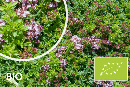 Bio-Wilder Majoran - Origanum vulg. 'Compactum'