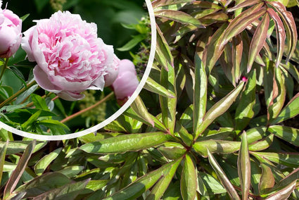 Bio-Pfingstrose (Rosa) - Paeonia (LD) 'Sarah Bernhardt'