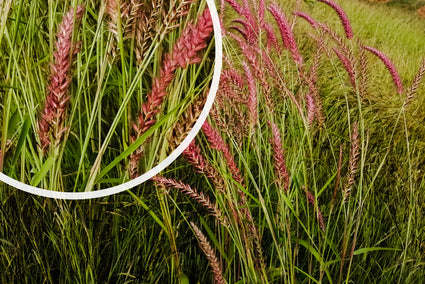 Fingergras (Rotbraun, Höhe 120 cm) - Panicum virgatum 'Rehbraun'
