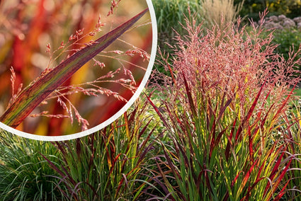 Fingergras (Rotbraun, Höhe 120 cm) - Panicum virgatum 'Rehbraun'